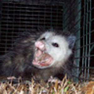 Meet your Posher, Angry possum